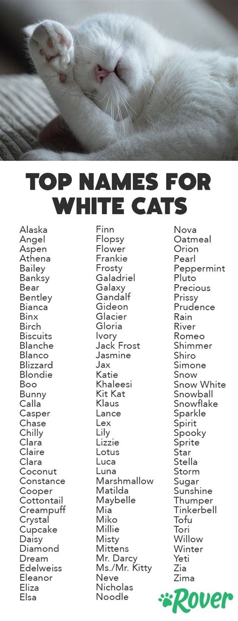 best names for white cats|unique white cat names.